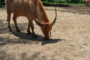 A pink buffalo walks on the ground looking for food. photo