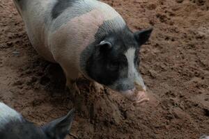 A pig standing in the dirt with another pig photo