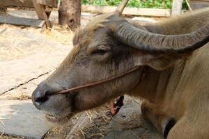 Close-up of a buffalo seen from the side. photo