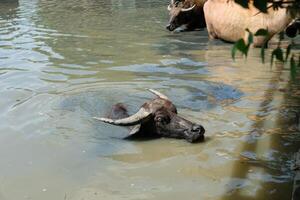 Many buffalos are playing in the water. photo