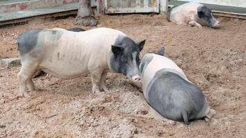 Two pigs are laying in the dirt in an enclosure photo