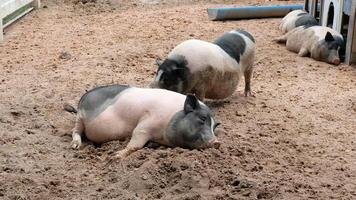 Two pigs are laying in the dirt in a pen photo