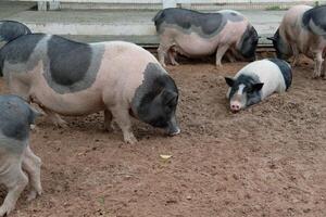 A group of pigs are standing in the dirt photo