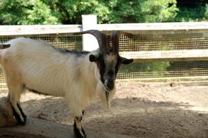 A goat with long horns standing on a wooden platform photo