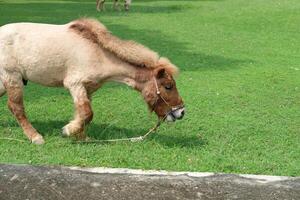 A horse eating grass in a field photo