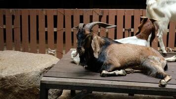 A goat laying down on a wooden bench photo