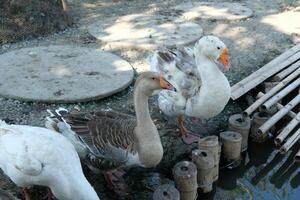 A group of ducks standing near a pond photo