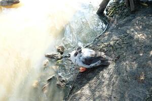 A duck standing on a rock near a river photo