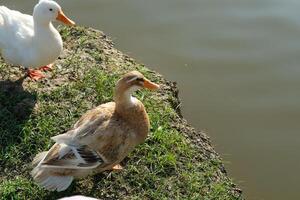 Two ducks standing on a grassy area near water photo