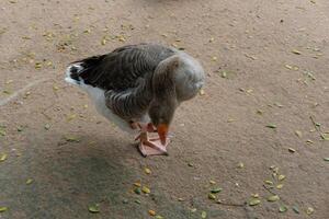 A goose standing on a dirt ground with leaves on it photo
