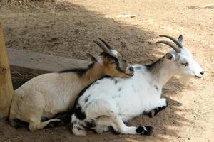 Two goats laying down together photo
