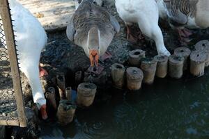 A group of ducks standing near a pond photo