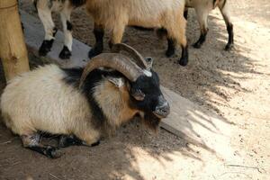 A goat with horns laying down on the ground photo