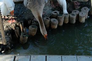 A flock of geese standing on a dock photo