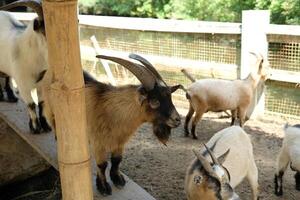 A group of goats standing on a wooden fence photo