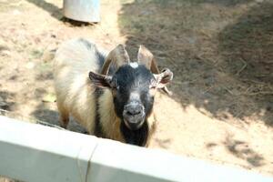 A goat with horns standing in a pen photo