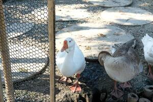 Three ducks standing in a pen with a fence photo