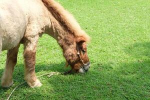 A horse eating grass in a field photo