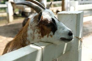 A goat with a long horn sticking out of a fence photo