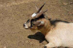 A goat laying down on the ground photo