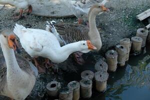 A group of ducks standing near a pond photo