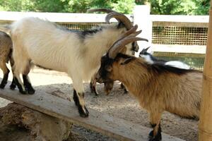 A goat with long horns photo
