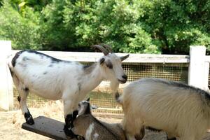 A goat standing on a wooden platform photo