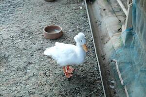 A white duck standing on the ground photo