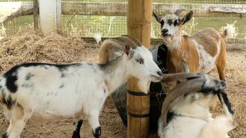 Goats in a pen at the zoo photo