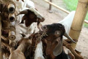 A group of goats eating hay photo