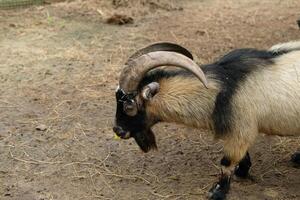 A goat with a long horn standing in a dirt field photo