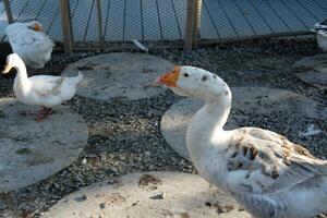 A group of white ducks standing on a dirt ground photo
