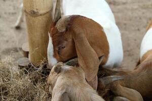 A group of goats eating hay together photo