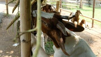 A goat eating from a tree photo