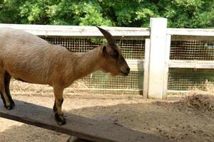 A goat standing on a wooden platform photo