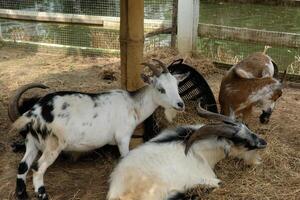 A goat eating hay photo