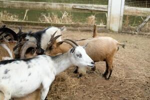 A group of goats standing in a pen photo