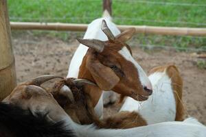 A group of goats standing together in a pen photo