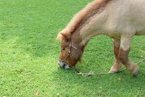 A horse eating grass in a field photo