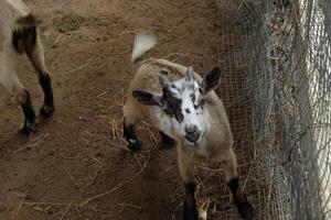 A goat standing in a pen with a fence photo