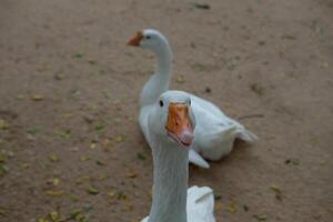 Two white ducks standing on a sandy ground photo