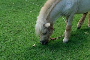 A horse eating grass in a field photo