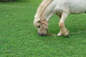 A horse eating grass in a field photo