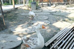 A couple of ducks in a pen photo