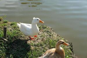 Two ducks standing on a grassy area near a body of water photo