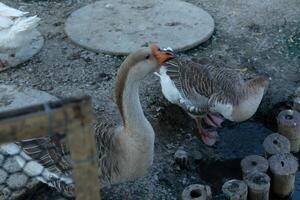 A couple of ducks standing next to each other photo