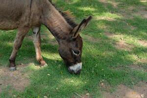 A donkey eating grass in a field photo