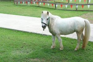 A white horse standing in a field with a fence photo