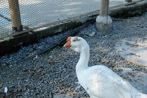 A white goose standing on gravel photo