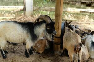 A group of goats photo